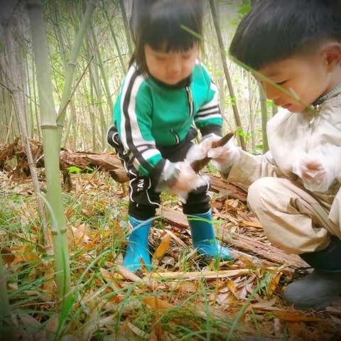 人间四月天, 三色采笋节” ——三色东方王榭园野趣自然课堂（三）