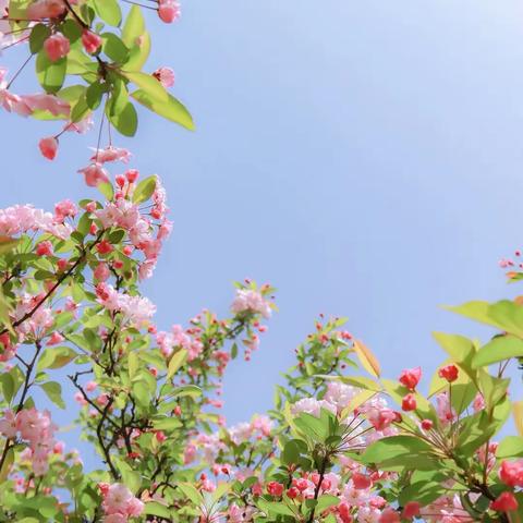 春风桃李逐时新，                                       好风凭借上青云