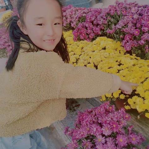 花中四君子：菊花