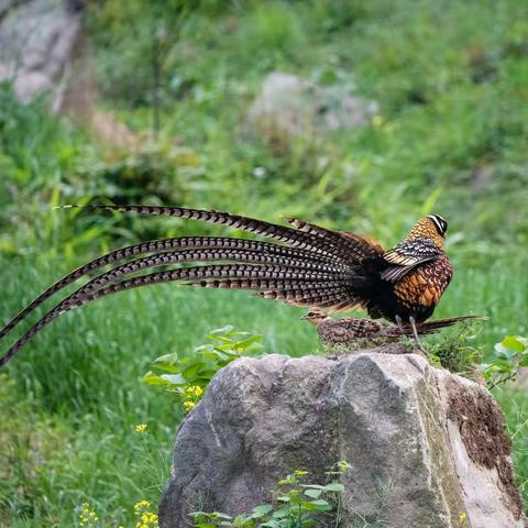 鸟来鸟去山色里