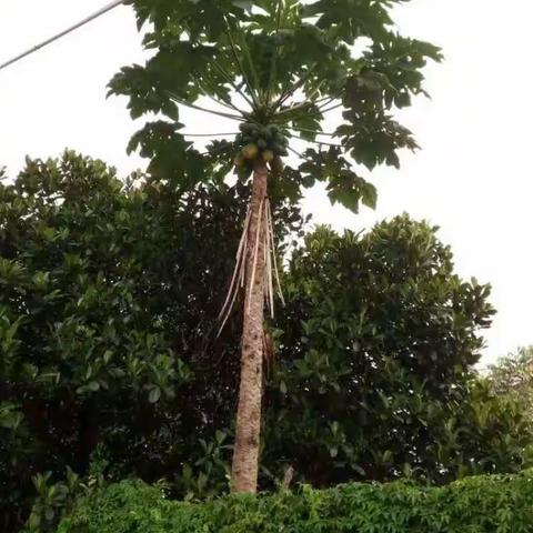 采药的山里人