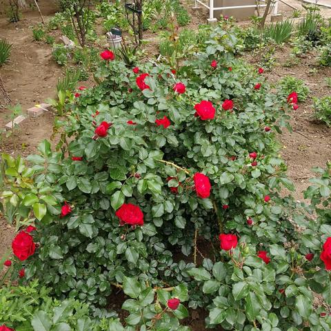 自拍自赏也开心。2021.6.2.