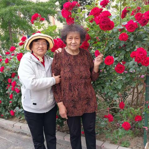 月季花盛开的日子里。2021.6.2.