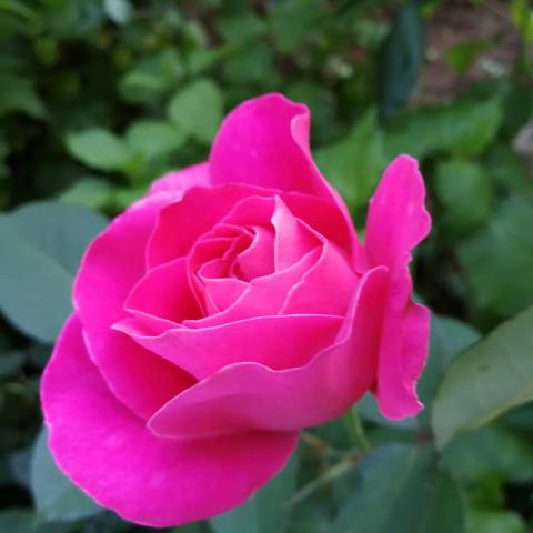 鞍钢田园花园的乐趣。2021年6月22日。