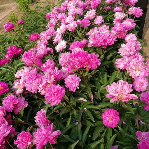 牡丹盛开的日子里。2021.5.21.