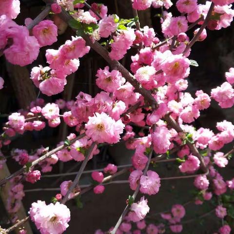 美丽的花朵，希望能带给你美好的心情。