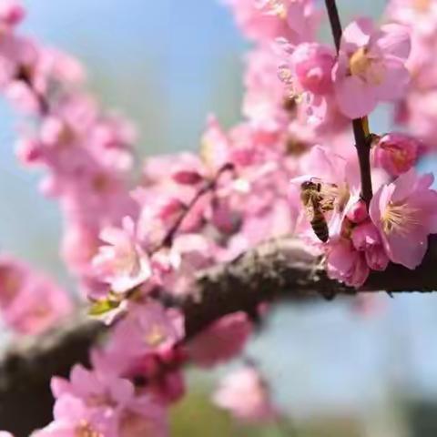 春意盎然显生机 片区教研育芬芳——小学第五教研组第一次教学教研工作会