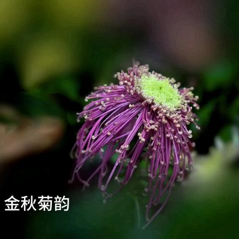 金菊绽放