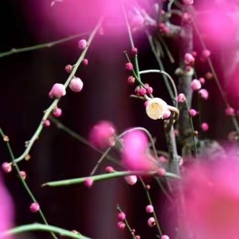 东风第一 枝 凌寒吐芳