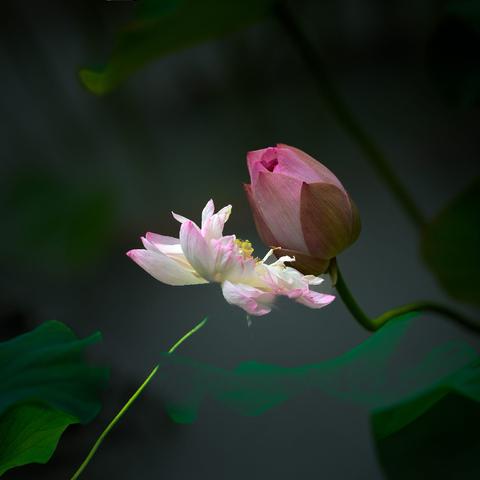 花朦胧，意浓浓，花中仙子拜诗圣