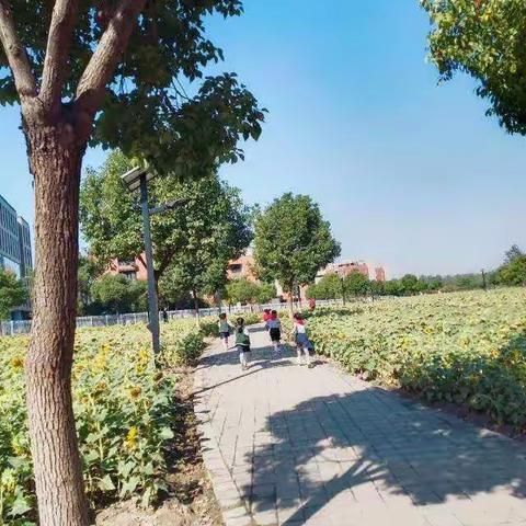 金色华年，初秋之韵