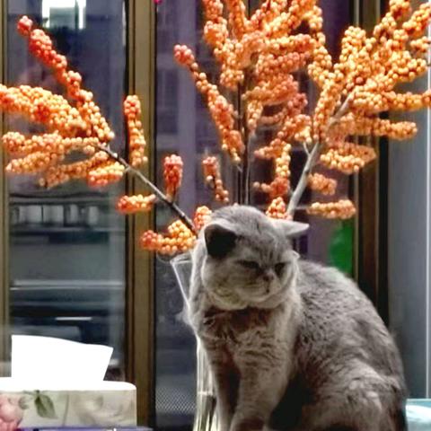 轮生冬青（外一首）