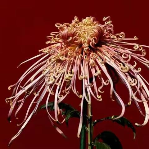 诱人的秋菊