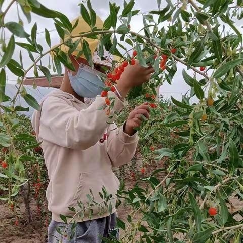 2022年宁夏枸杞成熟了