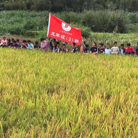 “珍爱粮食，与秋共舞”——记龙岩市实验学校三年级3班假日小分队活动