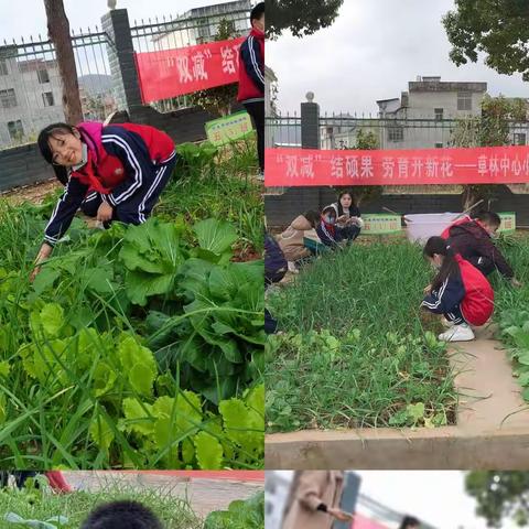 耕读伴成长，劳动育真人—遂川县草林中心小学开展首届校园丰收节系列活动