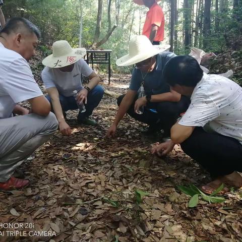 县委副书记、副林长伍民深入林下经济种植基地开展巡林调研