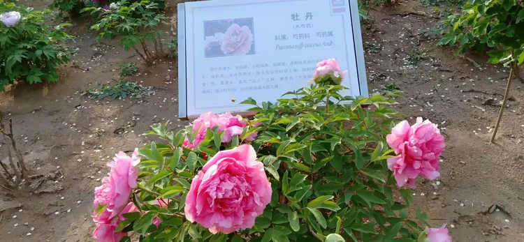 药牡丹是什么