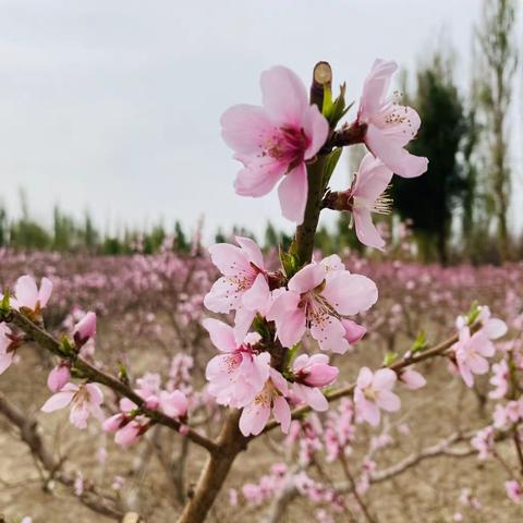 秩序管理项目周报