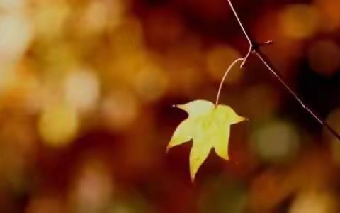 我是树上的最后一片叶