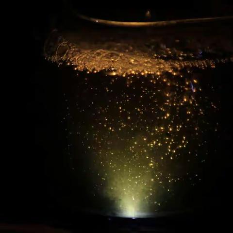 那时，茶花正开