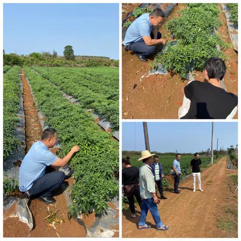 海口琼山旧州供销社下乡走访了解春季农作物的种植情况。