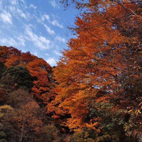 光雾山红叶之行