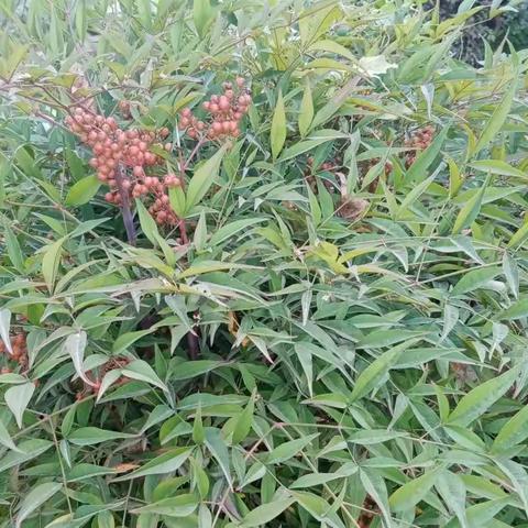 霜降飞粉蝶