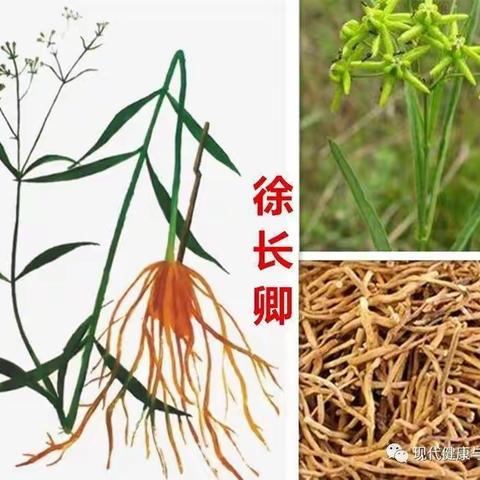 中医养生小课堂一一百草堂