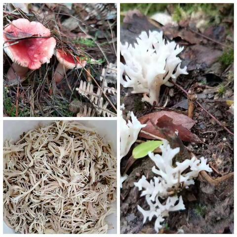 2020年10月11日，儿子第一次到树林里采摘蘑菇