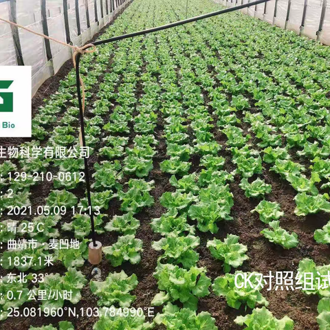 【试验示范】生菜种植，使用木质酸可增产16.7%