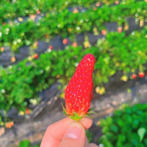 『分享春日☀️惊喜✨』——皮卡丘馨苑幼儿园“女神节”团建活动