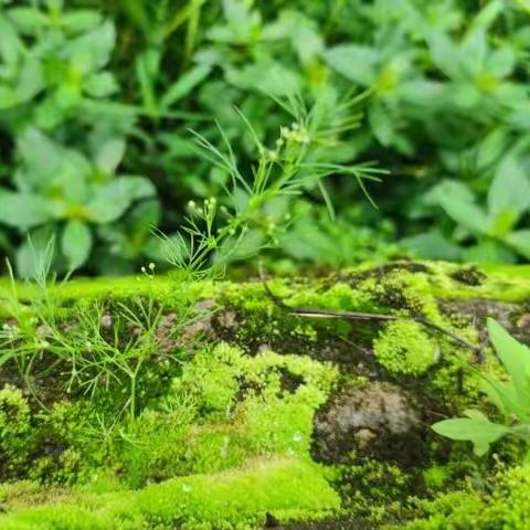 水心小学新村校区三年10班 廖想的科学观察-苔藓寻踪