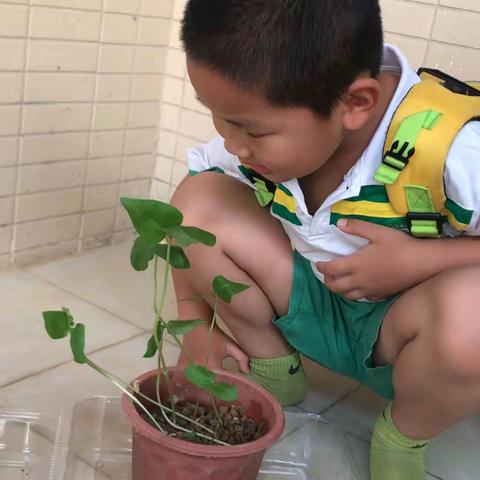 吴狄的种植记录