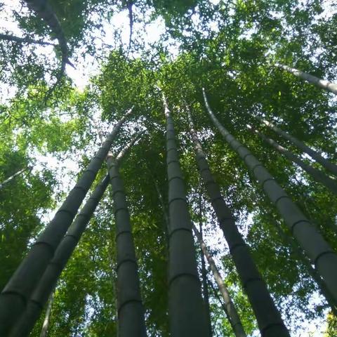 2017,8，20飞哥和老刘两家人开车去四川成都，都江堰，宜宾，蜀南竹海，青城山，李庄古镇，锦里，武候祠，十曰游纪实