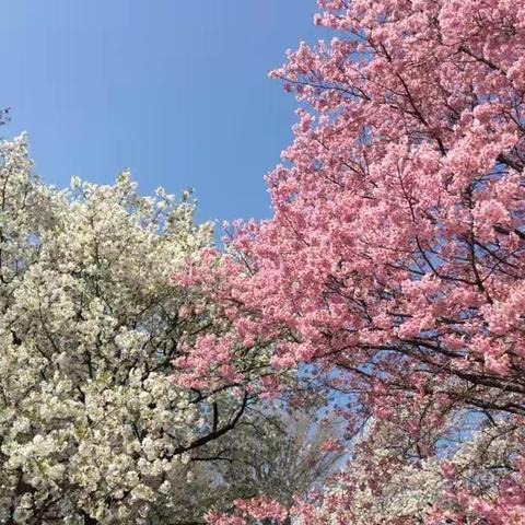 岛国传来樱花语