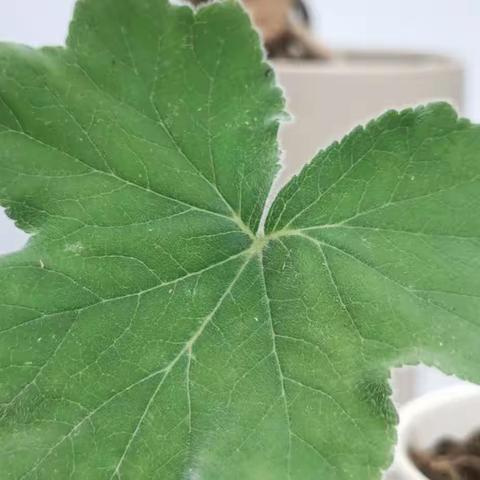 叶子的奇妙世界