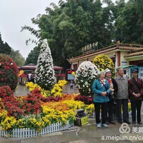 重阳赏菊