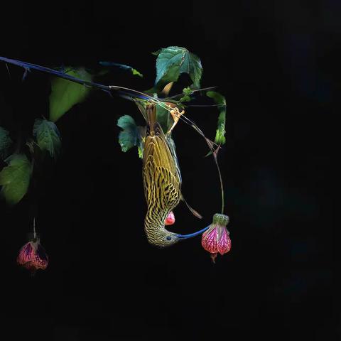 云南省百花岭小精灵之三