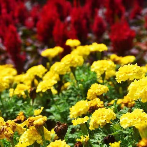 香花湾“花”漾一日写生活动精彩回顾