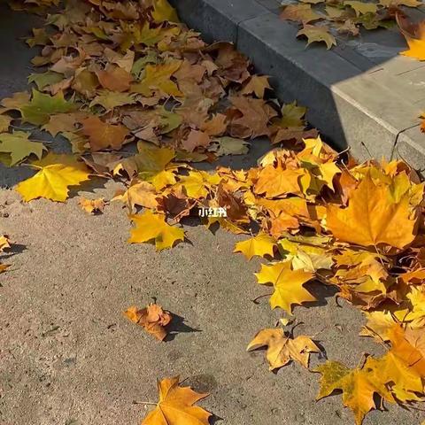 平明镇上房幼儿园美工区一一树叶粘贴画活动