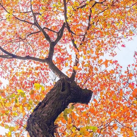 “疫”路思考，“语”你同行——榆中语文组线上授课纪实