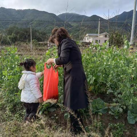 故乡油菜花