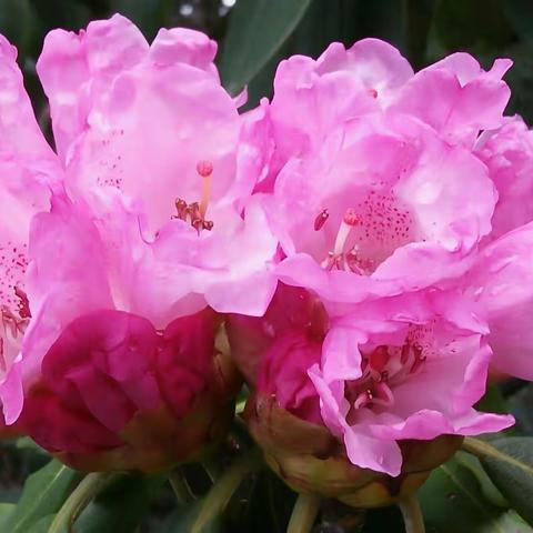娇美木王，芙蓉杜鹃