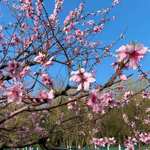 别样互动，停课不停学——建三小学三年级三班第二周居家教学小结