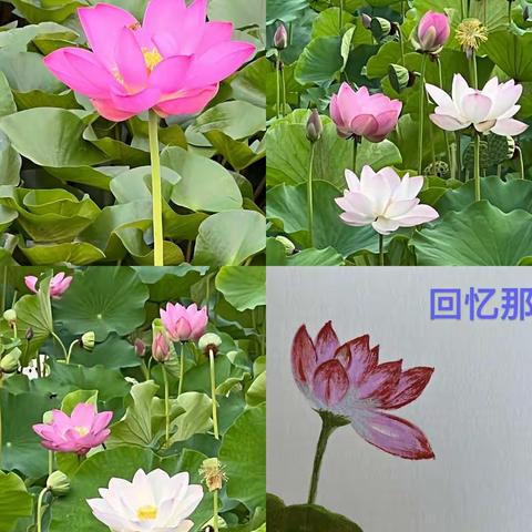“缤纷夏日，多彩生活”——槐安西路小学二年级教师暑假生活篇