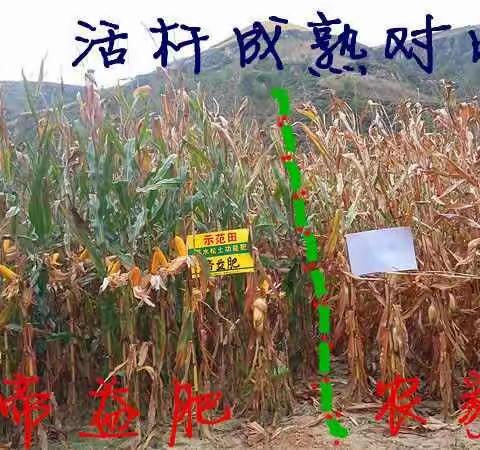 帝益肥效果 除草剂效果 回访 地址：义牒中学桥头 电话：13934019492