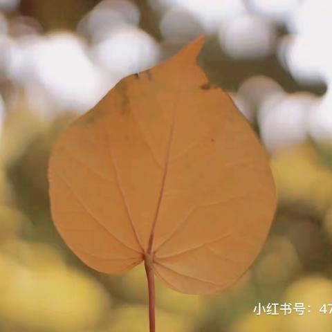 【10月27日】东陈幼儿园:停课不停学，宅家乐趣多（大班组）