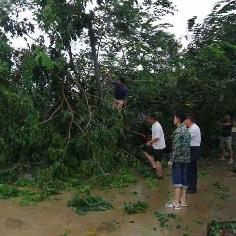 抗击台风“圆规”，瑞溪镇退役军人冲前锋