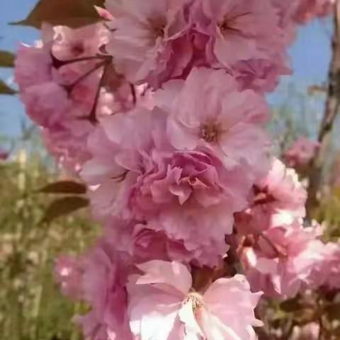 “停课不停学，进步不止步”义务低段线上教学第八周教学实录📝